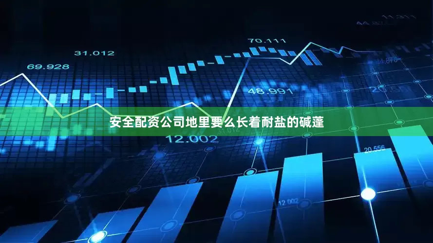 安全配资公司地里要么长着耐盐的碱蓬