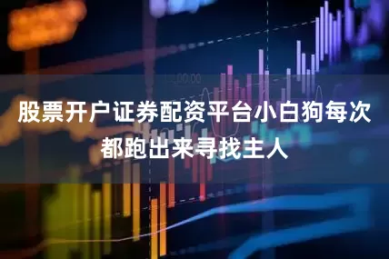 股票开户证券配资平台小白狗每次都跑出来寻找主人